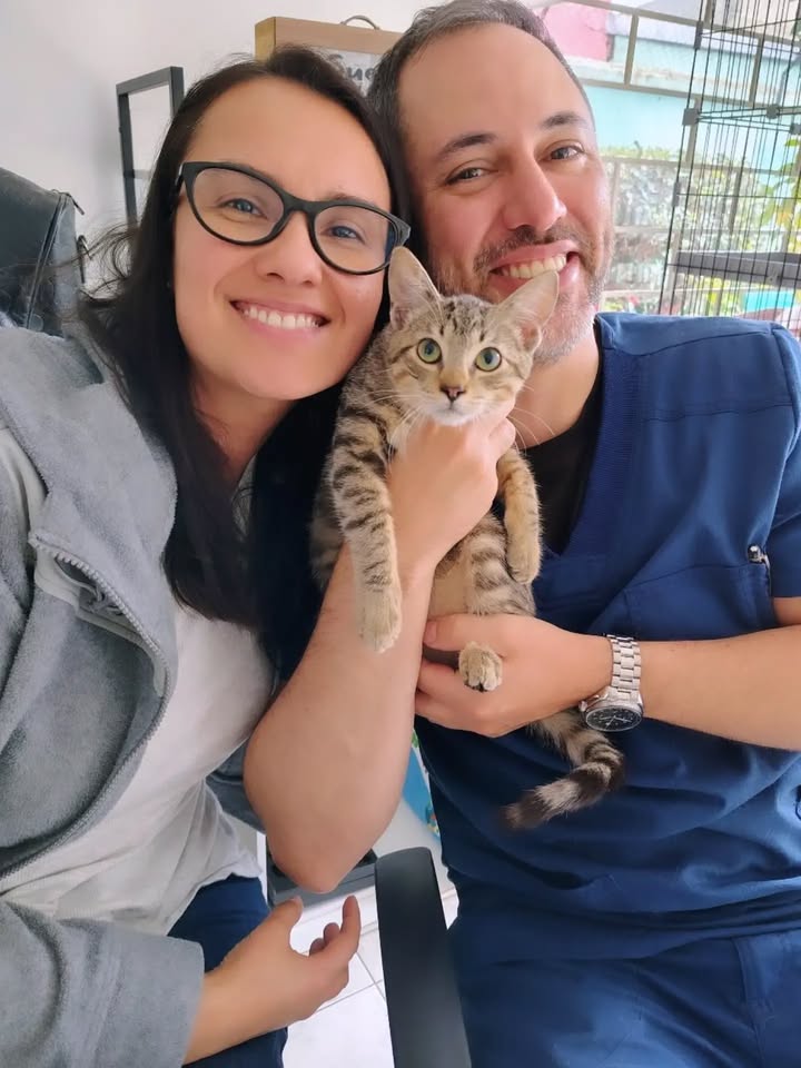 Adorable gato llamado Yoda busca hogar lleno de amor en Bogotá 