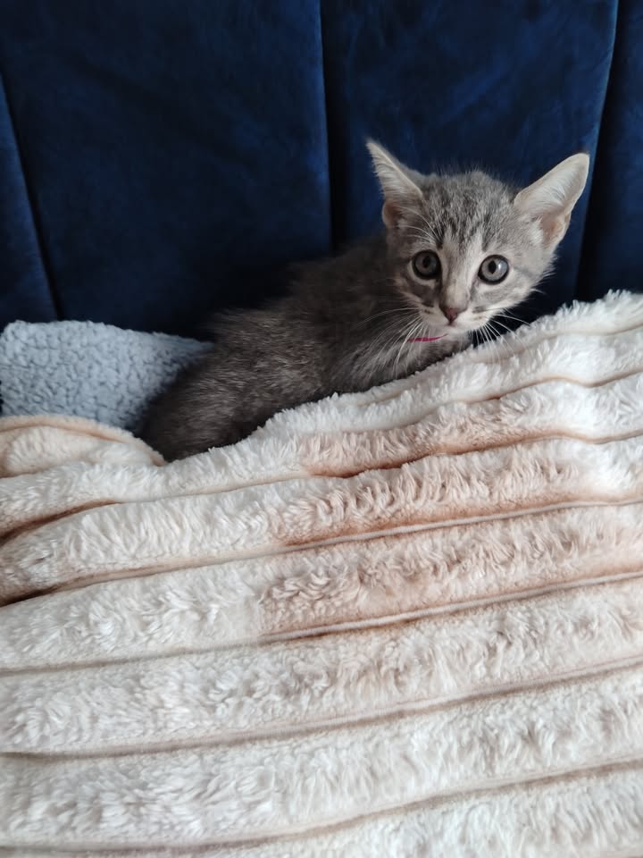Gatitos en Adopción en Bogotá - Fundación Alma de Bigotes 