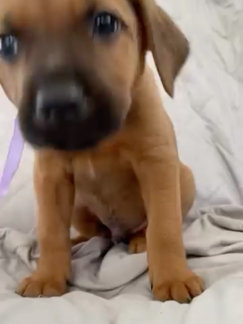 Adopta cachorrito Arbolito de la pradera en Bogotá 