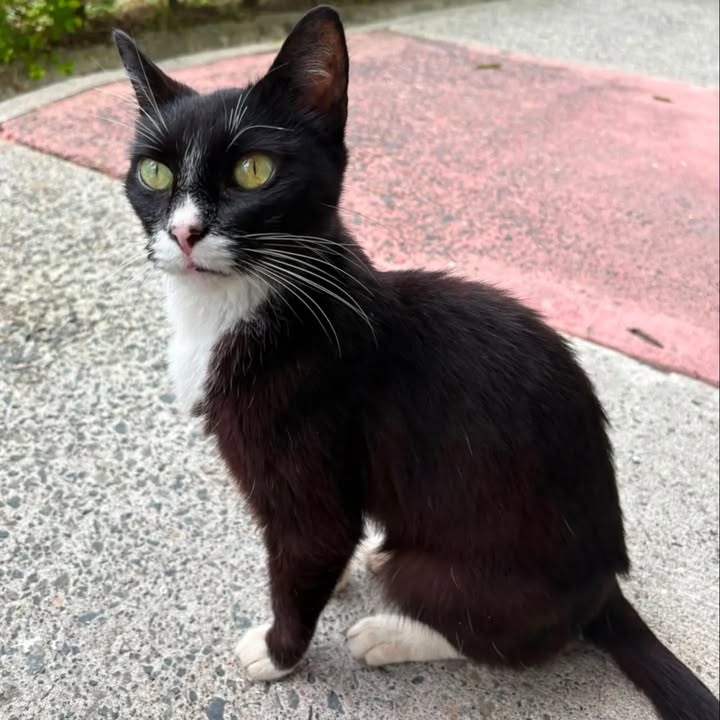 Gatita en adopción busca hogar en Pereira 