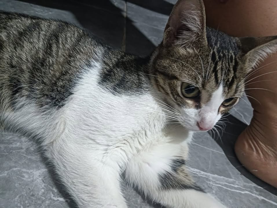 Gato en adopción en La Virginia, Risaralda 
