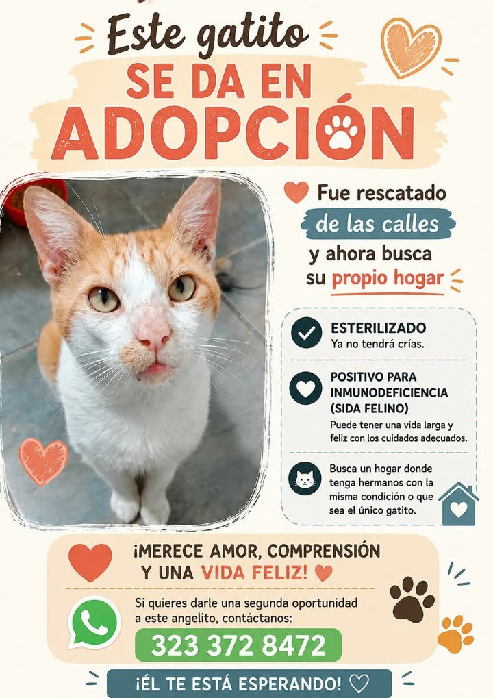 Gatito en adopción busca hogar en Pereira 
