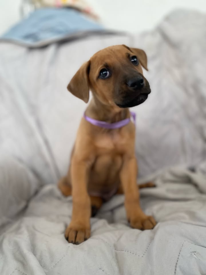 Adorable perro para adoptar en Bogotá 