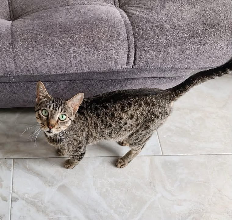 Gatita en busca de un hogar responsable en Pereira 
