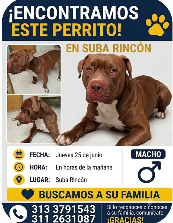 Perro encontrado en Suba Rincón, Bogotá 