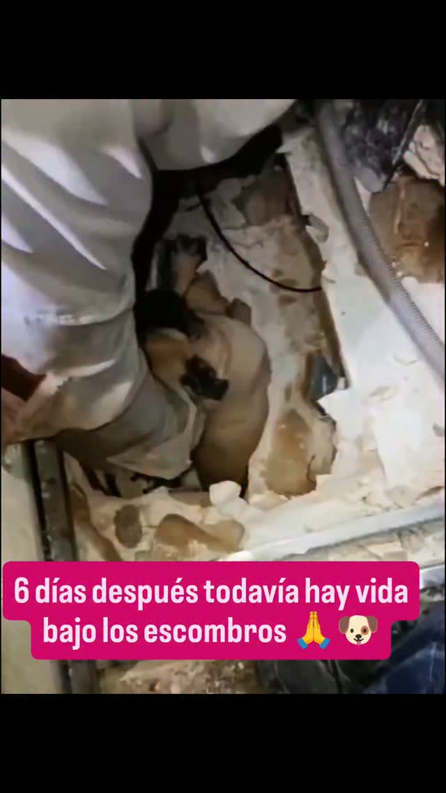 Rescate Milagroso de Alana: Perrita Atrapada 6 Días en Escombros en Venezuela 
