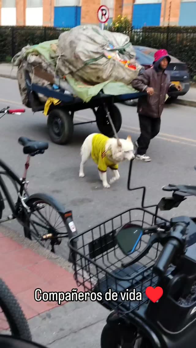 Perro encontrado en Bogotá, Colombia con gafas 