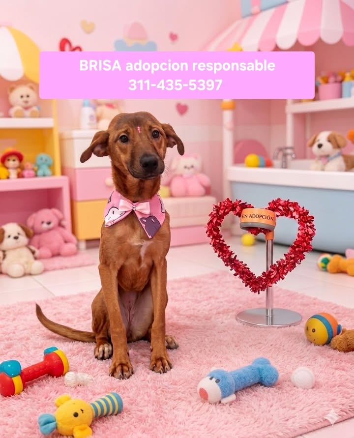 Adopción de Brisa: perrita cariñosa y tranquila en Armenia 