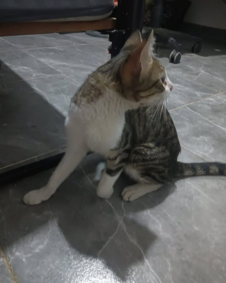 Gato en adopción en La Virginia, Risaralda 