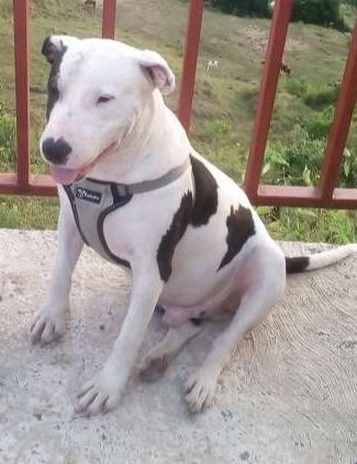 Busca Hogar Responsable para Perro en Pereira 