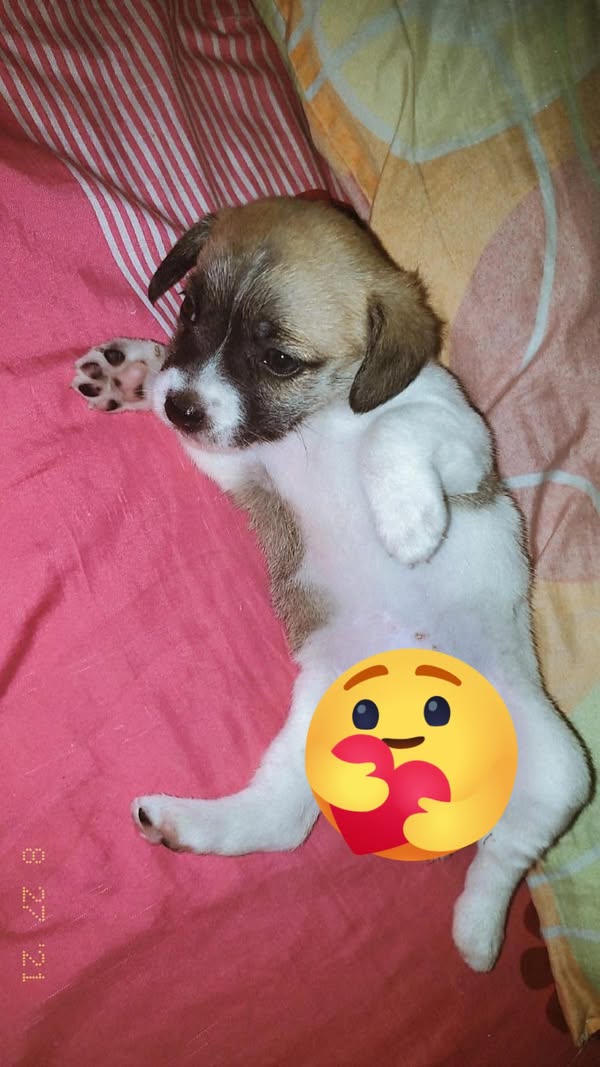 Cachorro en adopción en Cali 