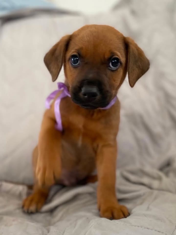 Adopta cachorrito Arbolito de la pradera en Bogotá 