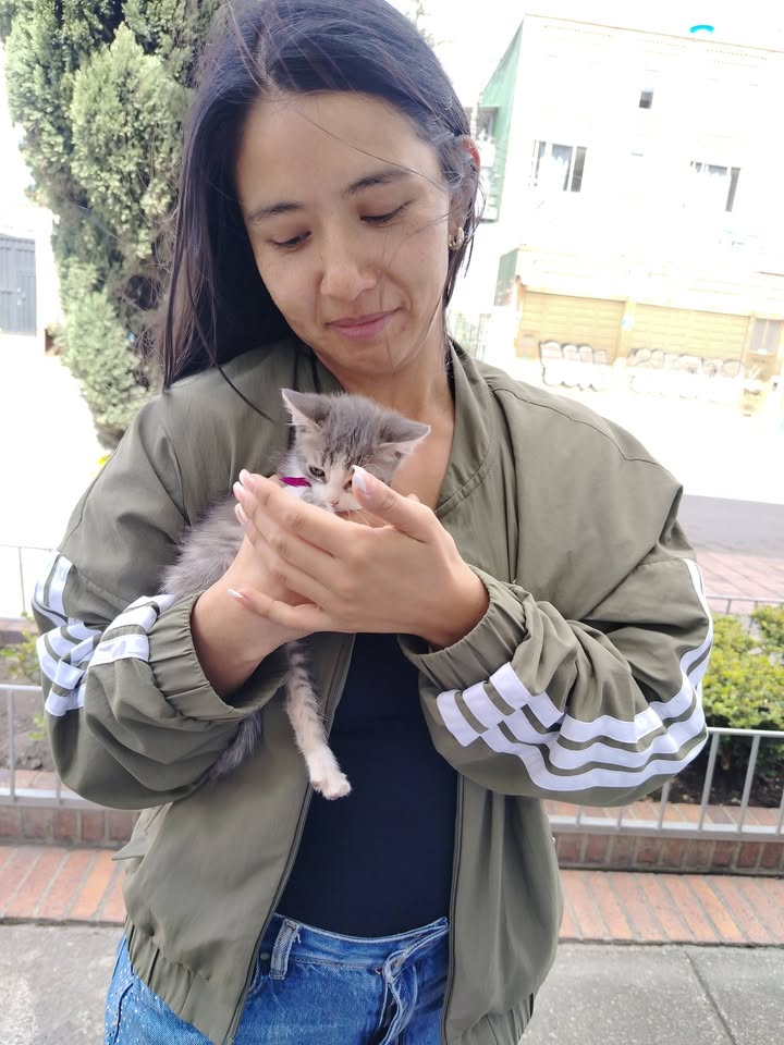Proceso de Adopción Gatitos Felices en Bogotá 