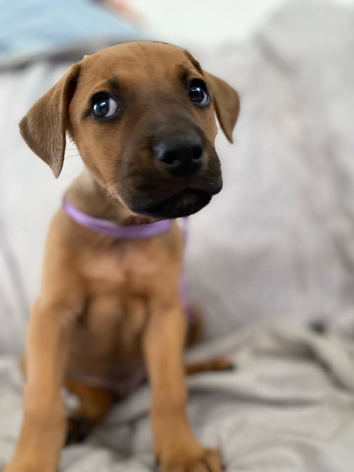 Adorable perro para adoptar en Bogotá 