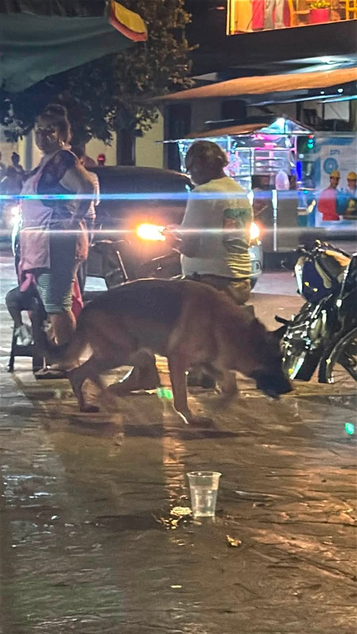 Perro deambulando por el parque principal de Acacías 
