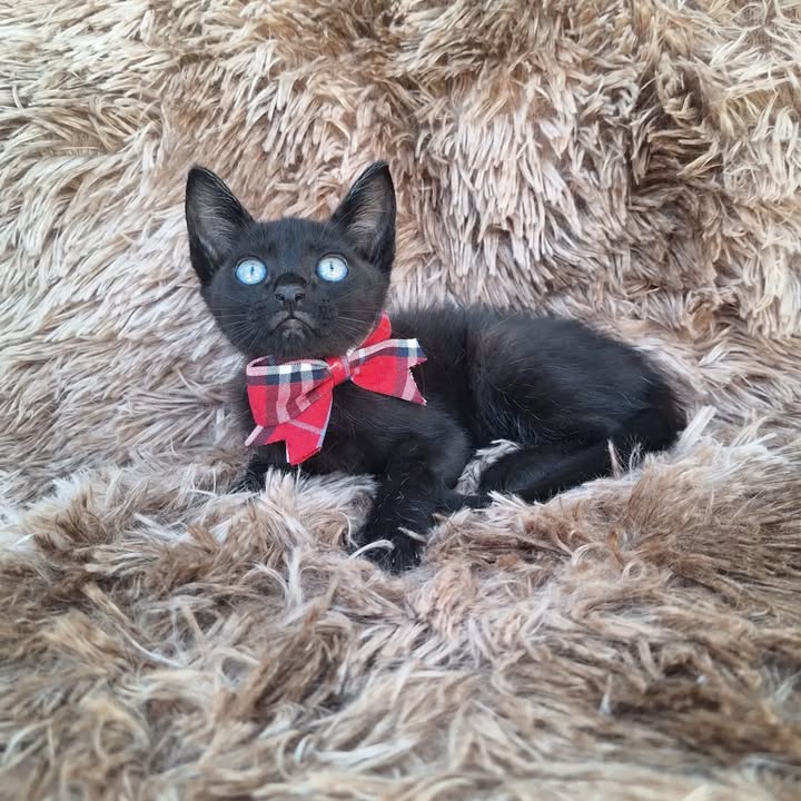 Gatos en adopción responsable en Pereira 