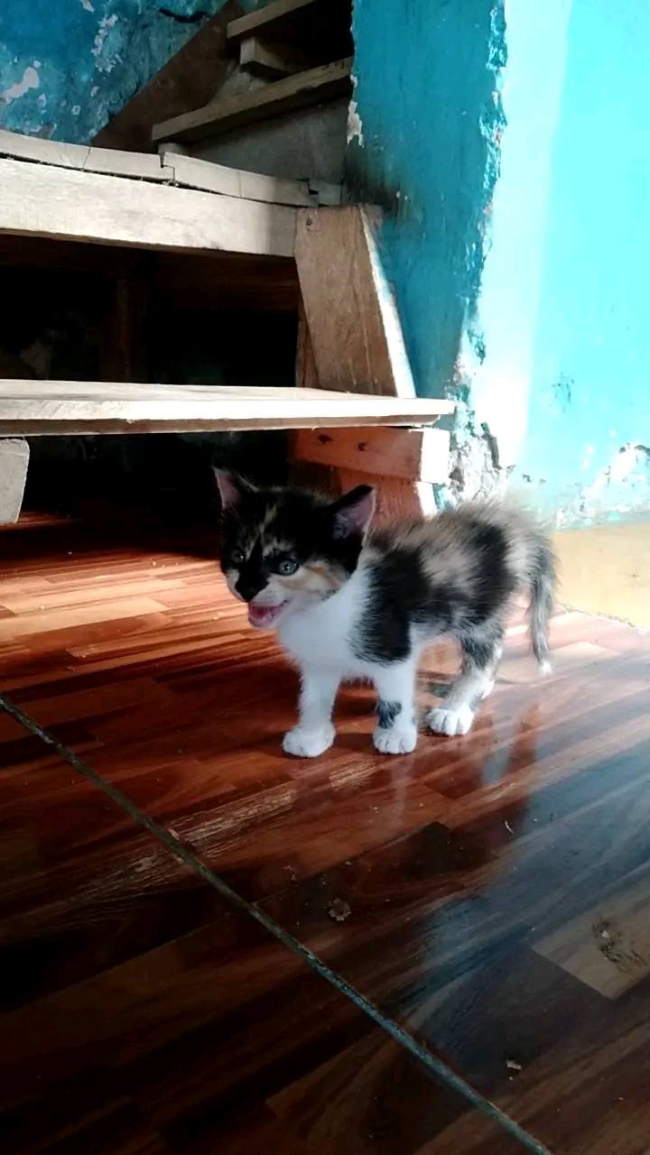 Adopción responsable de gatitos en Tuluá, Valle 