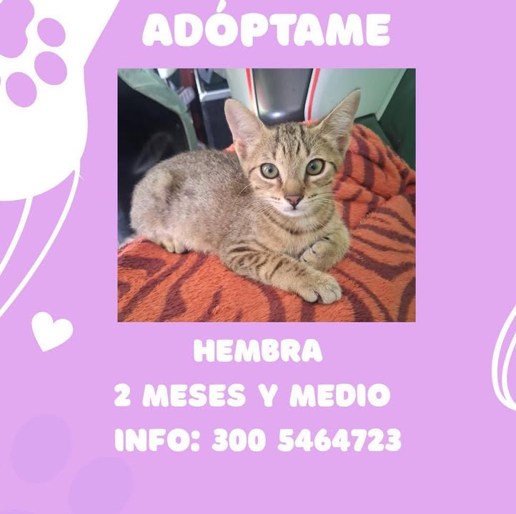 Gatita en adopción en Pereira 
