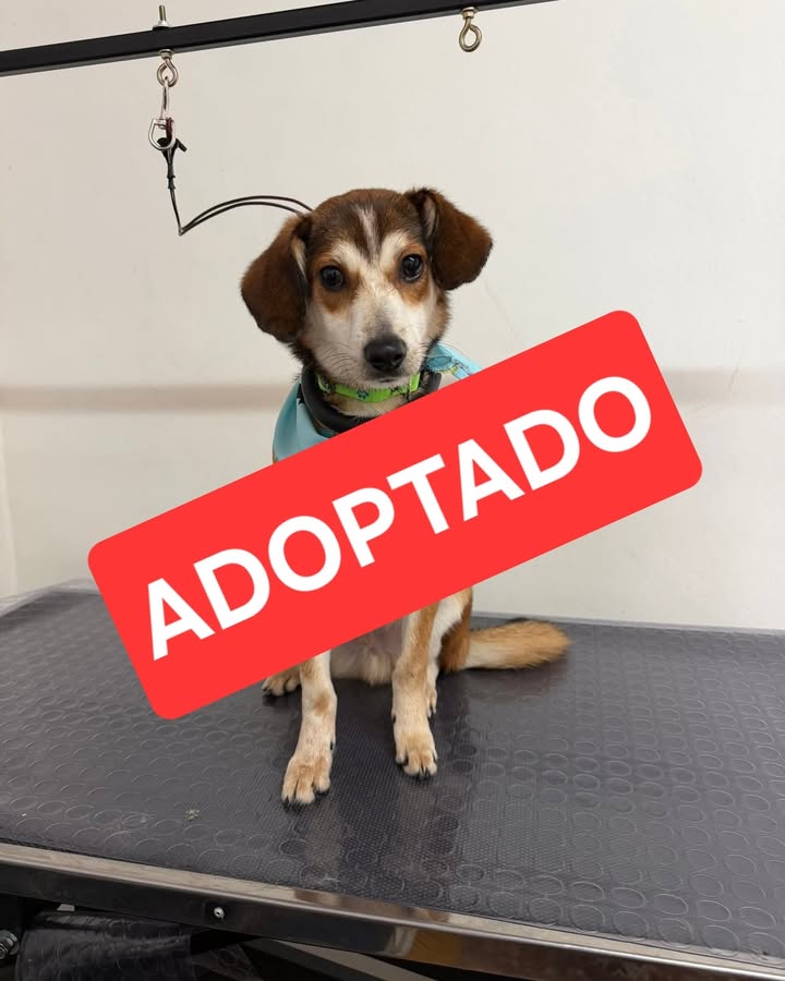 Rocco ha encontrado un hogar definitivo 