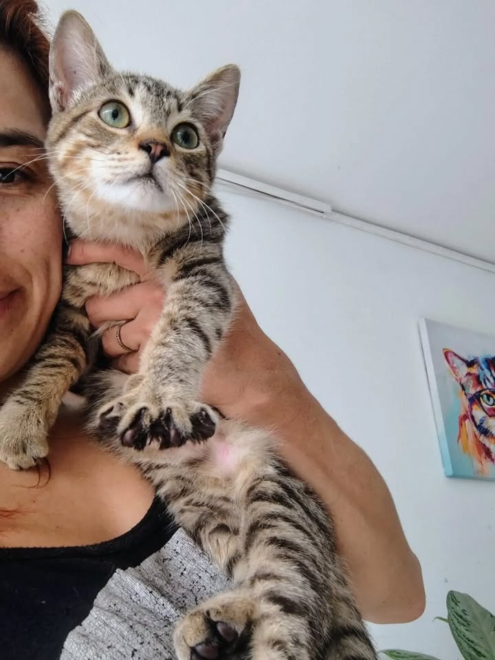Adorable gato llamado Yoda busca hogar lleno de amor en Bogotá 