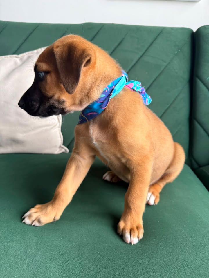 Adopta Zapatito, cachorro de tamaño mediano/grande en Bogotá 