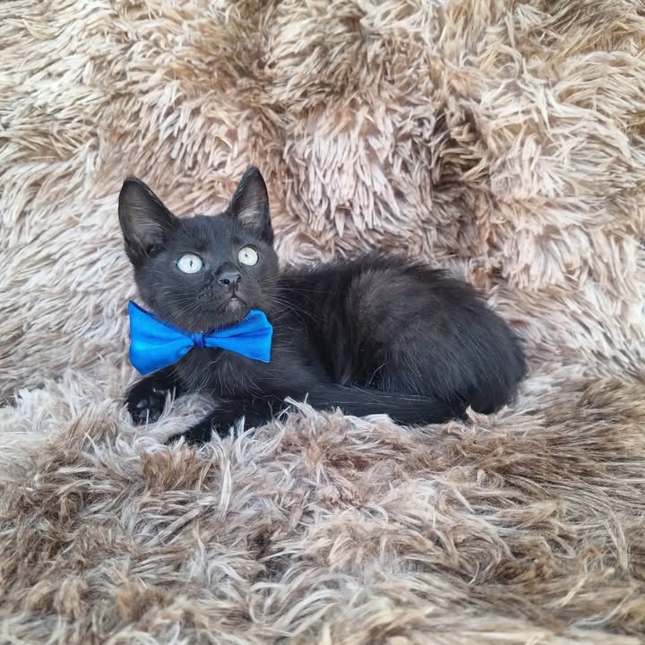 Gatos en adopción responsable en Pereira 