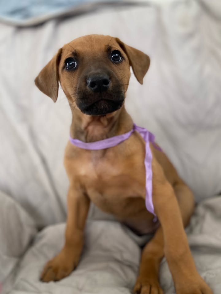 Adorable perro para adoptar en Bogotá 