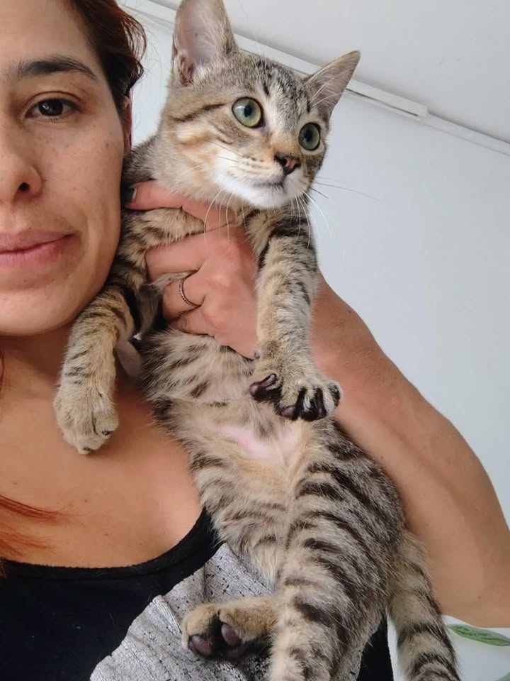 Adorable gato llamado Yoda busca hogar lleno de amor en Bogotá 