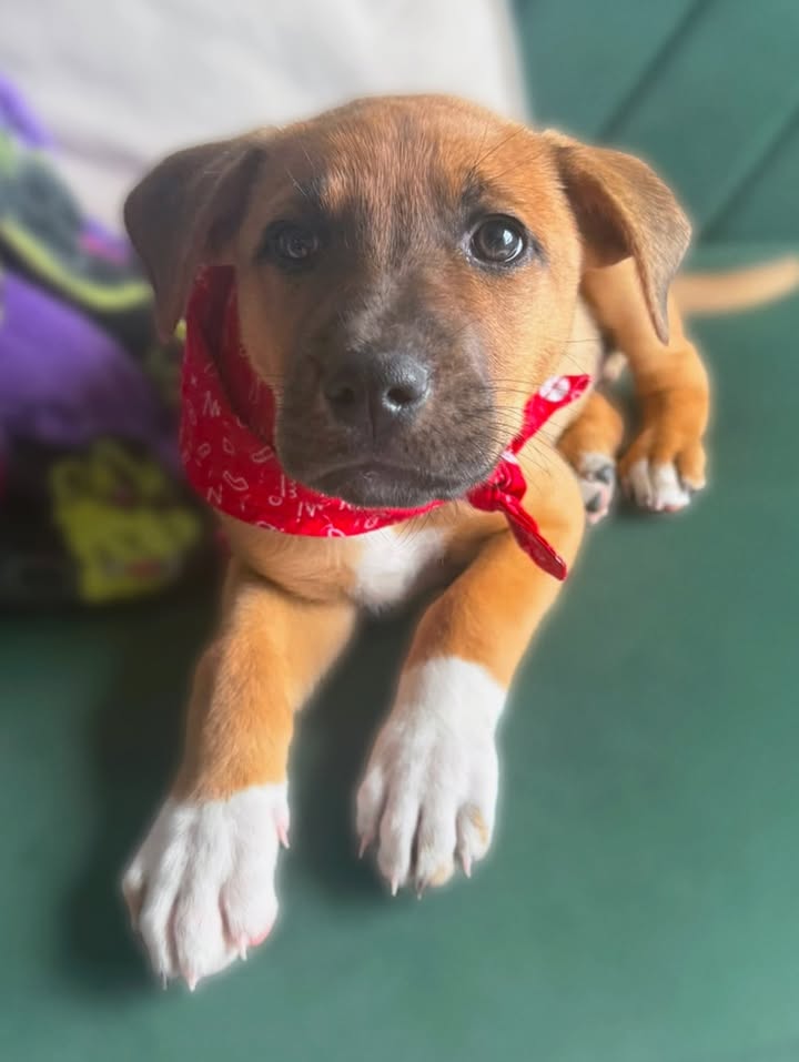Adopta a Tomatito, un tierno cachorro listo para encontrar su hogar 