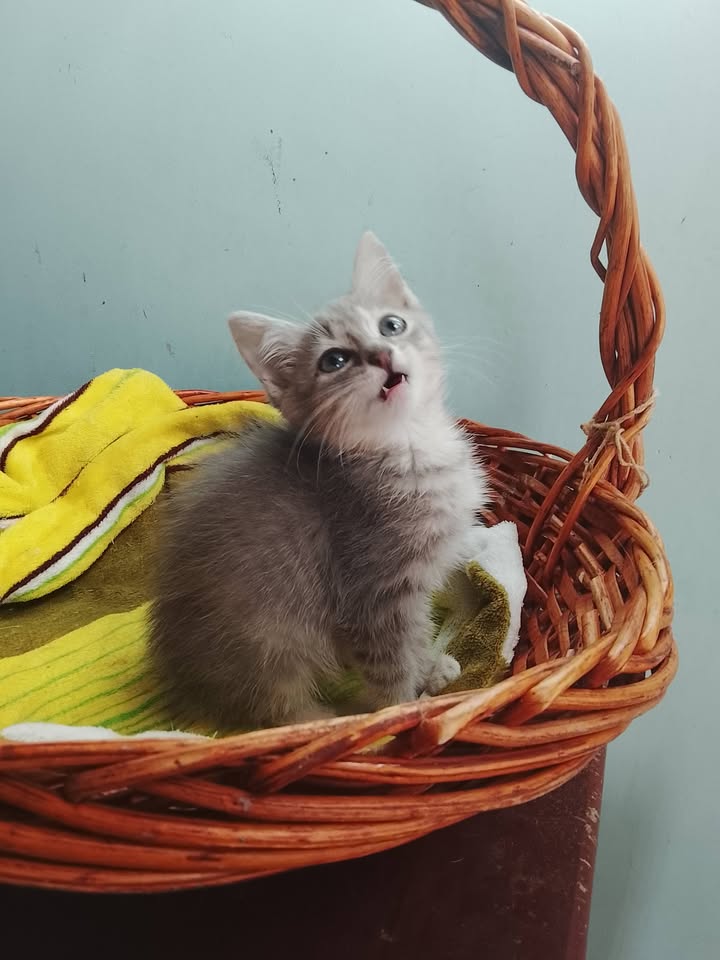 Gatita en adopción en Neira, Caldas 