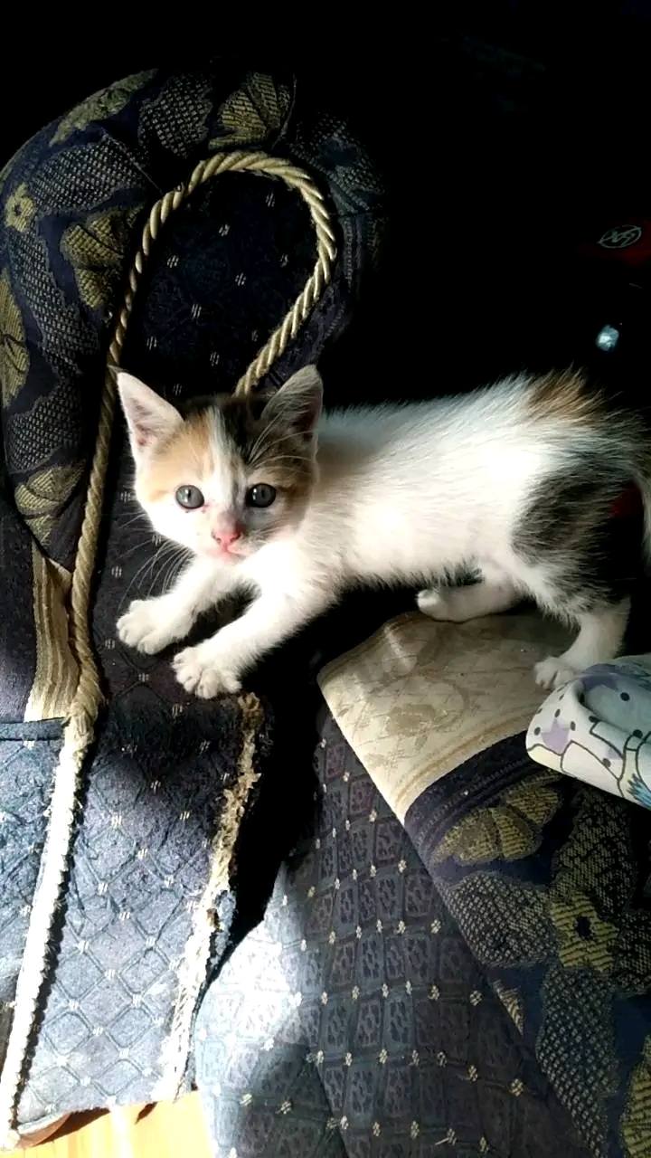 Adopción responsable de gatitos en Tuluá, Valle 