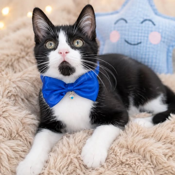 Gatos en adopción responsable en Pereira 