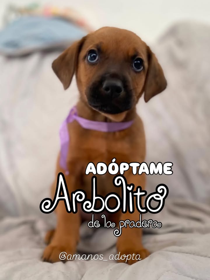 Adopta cachorrito Arbolito de la pradera en Bogotá 
