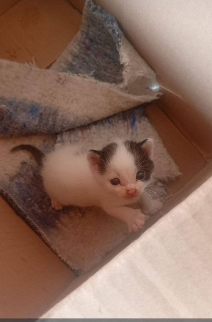 Gatito encontrado en Neira buscando hogar 