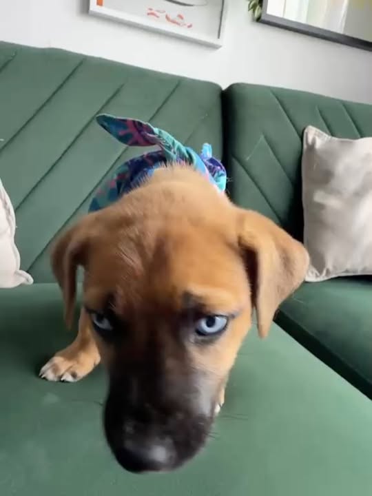 Adopta Zapatito, cachorro de tamaño mediano/grande en Bogotá 