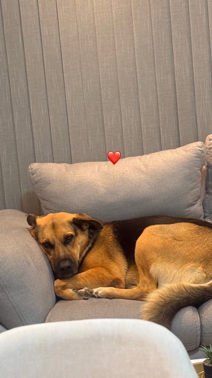 Linda perrita busca hogar responsable en Pereira 