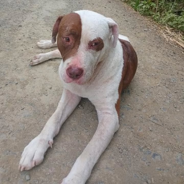 Perrito encontrado buscando a su familia en Pereira 
