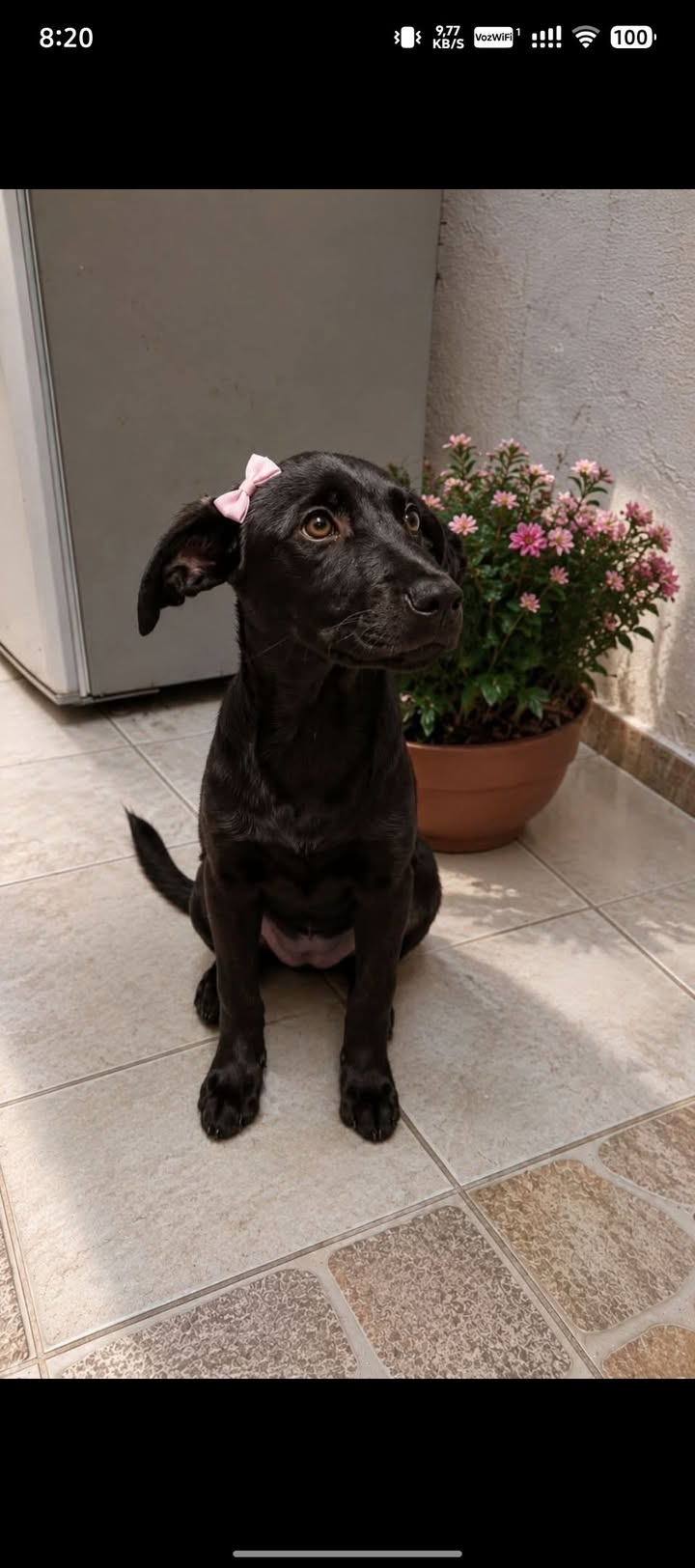 Perra negra en adopción en Pasto 