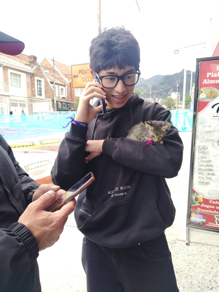 Proceso de Adopción Gatitos Felices en Bogotá 