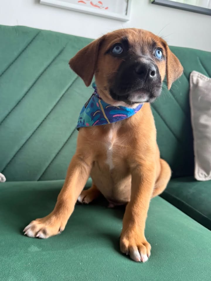 Adopta Zapatito, cachorro de tamaño mediano/grande en Bogotá 