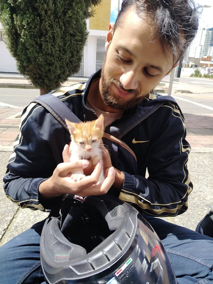Proceso de Adopción Gatitos Felices en Bogotá 