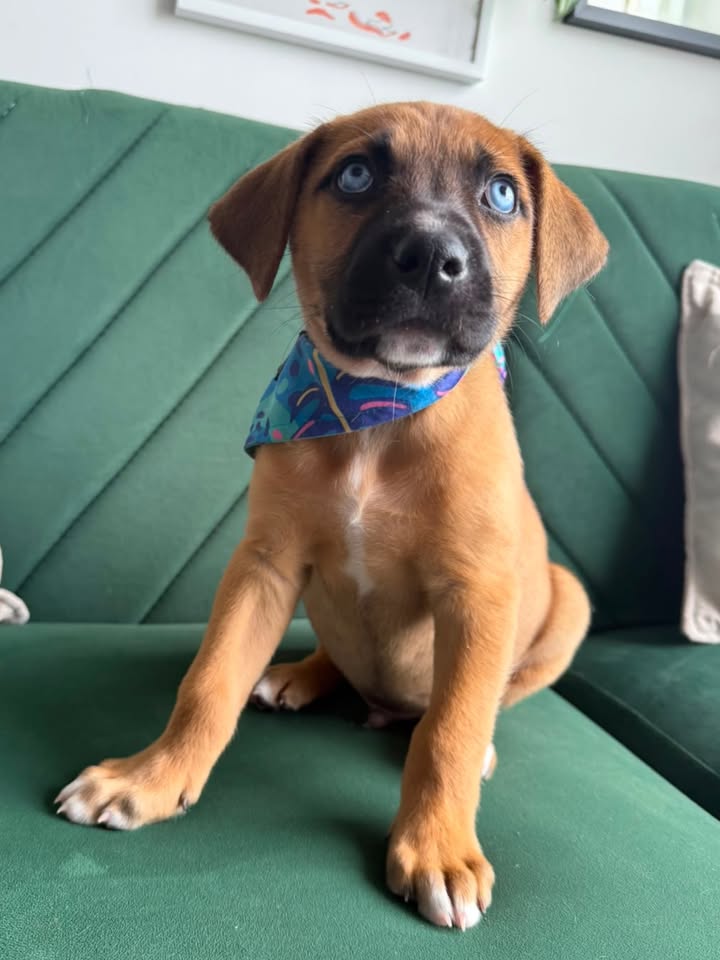 Adopta Zapatito, cachorro de tamaño mediano/grande en Bogotá 