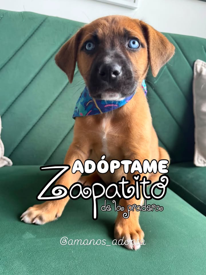 Adopta Zapatito, cachorro de tamaño mediano/grande en Bogotá 