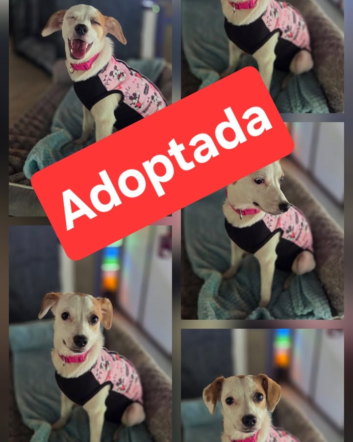 Nieves, perrita noble y cariñosa ahora tiene un nuevo hogar definitivo 