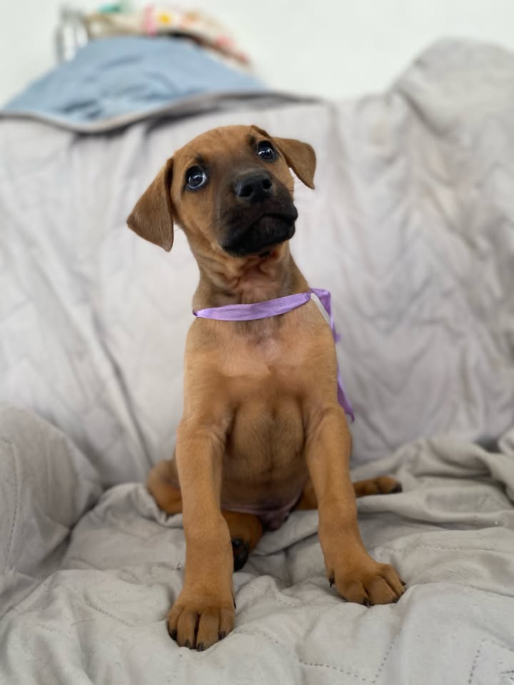 Adorable perro para adoptar en Bogotá 