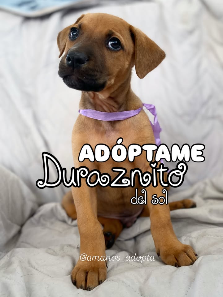 Adorable perro para adoptar en Bogotá 
