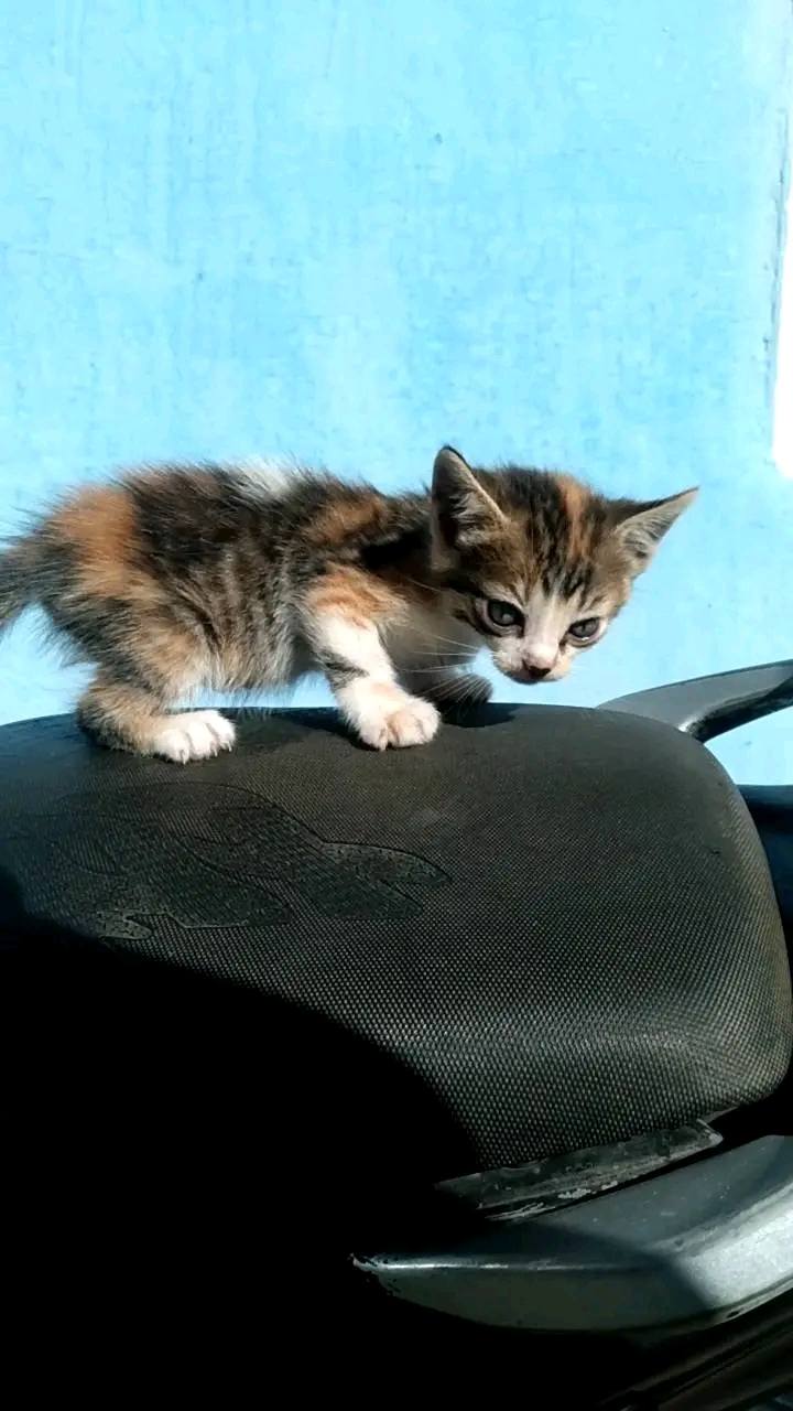 Adopción responsable de gatitos en Tuluá, Valle 