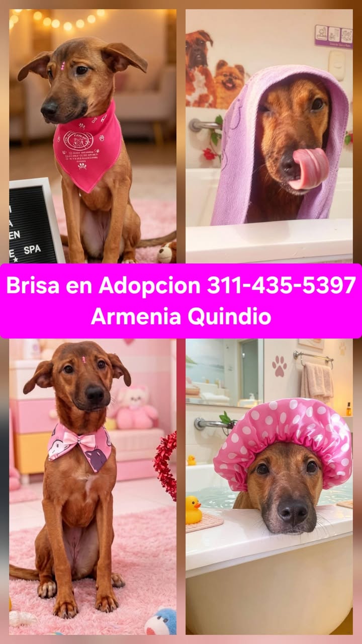 Perritos en adopción buscan un hogar para siempre en Armenia 