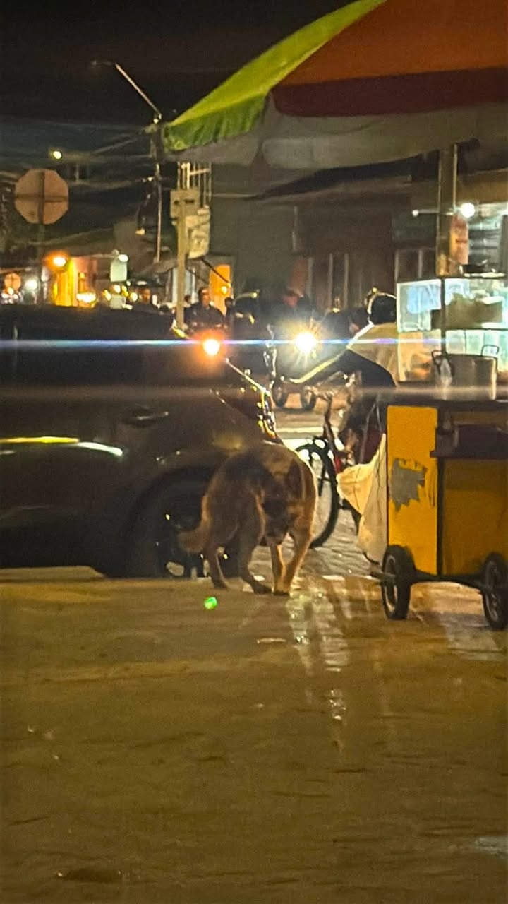 Perro deambulando por el parque principal de Acacías 