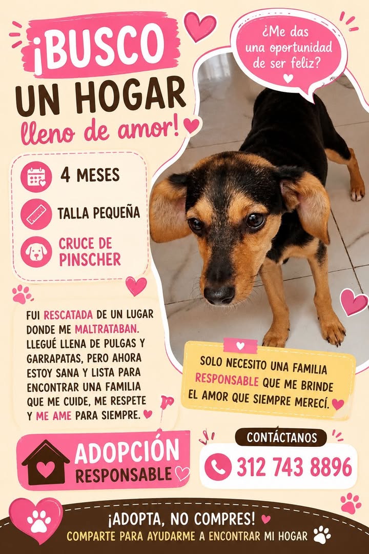 Perra de cruce de Pinscher en adopción en Tuluá, Valle 